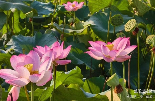 【光影之约】荷叶莲莲