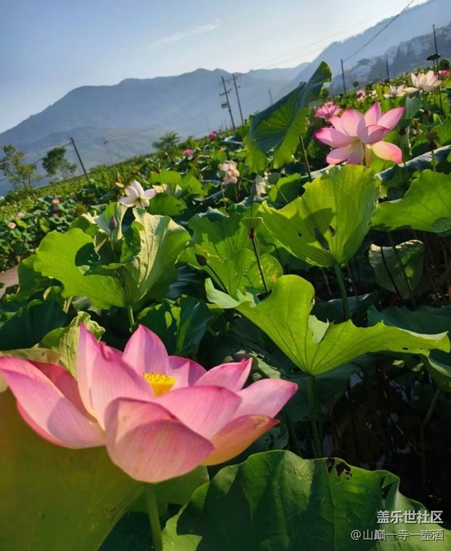 【光影之约】荷叶莲莲