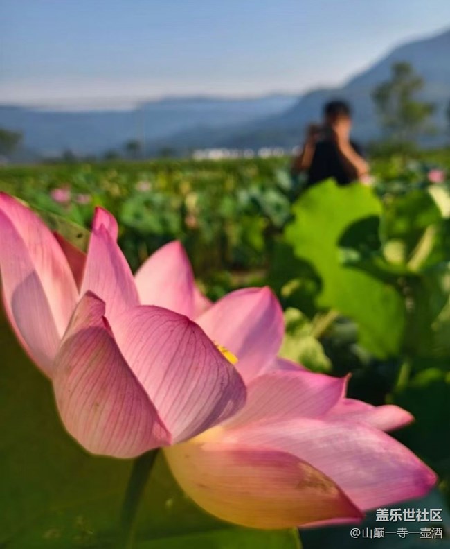 【光影之约】荷叶莲莲