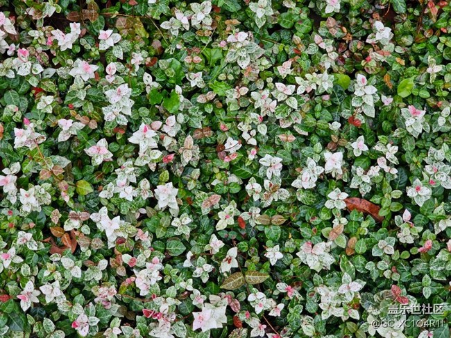 【瞬间及永恒】雨后清新