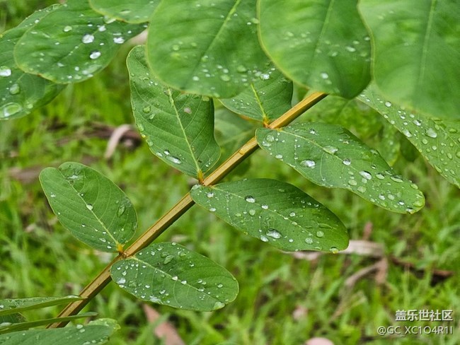 【瞬间及永恒】雨后清新