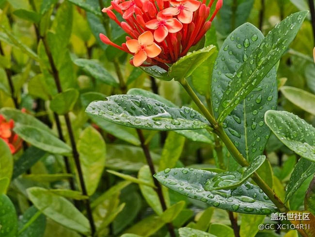 【瞬间及永恒】雨后清新
