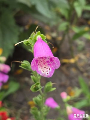 【别样精彩】+夏花