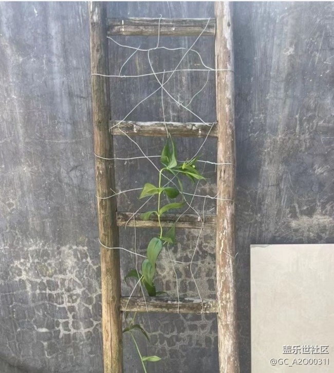 【雨过天晴】种花
