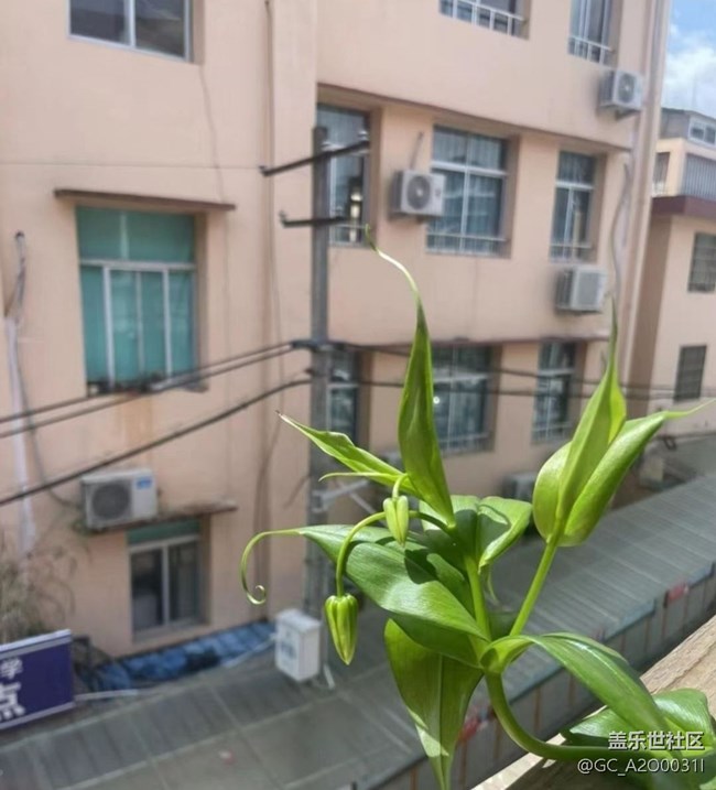 【雨过天晴】种花