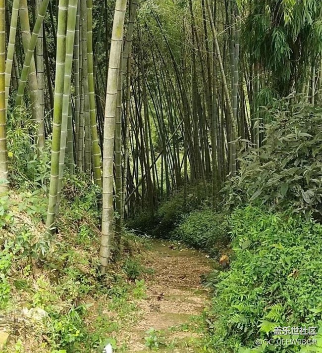【光影之约】故乡的绿色