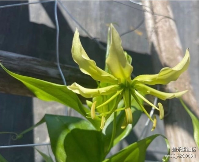 【雨过天晴】种花