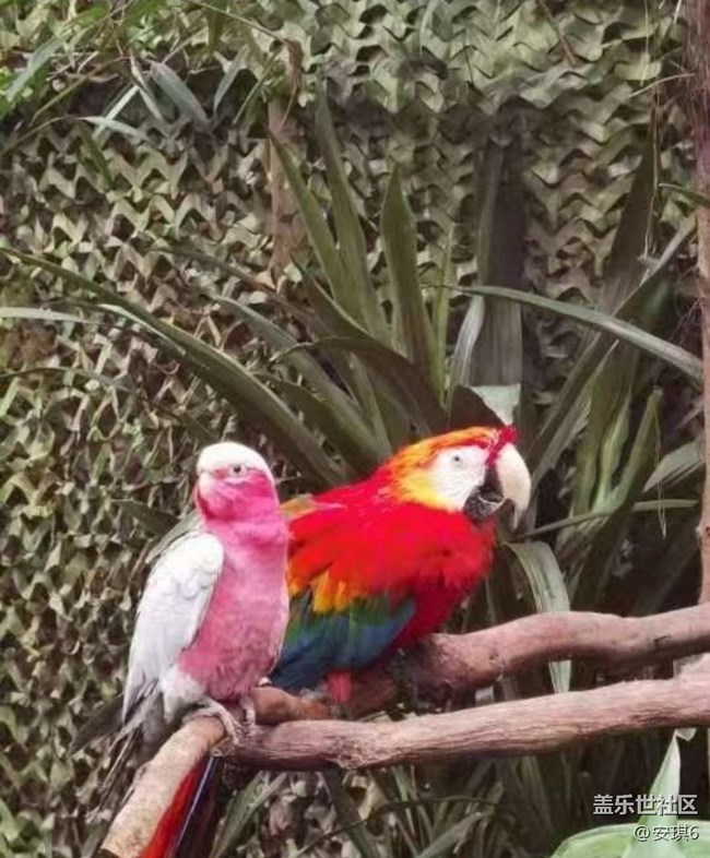 【毕业之旅】暑期去长隆