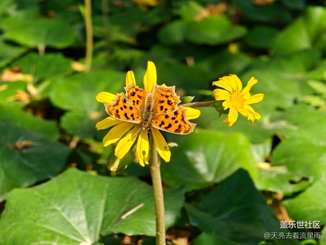 【雨过天晴】蝶舞蜂飞