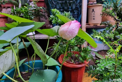 路过花店！