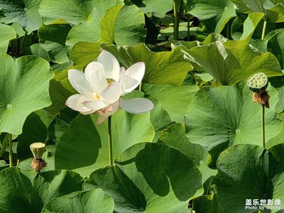 【 寻找灵感】+ 夏荷
