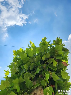 【 寻找灵感】+ 夏日白云绿树