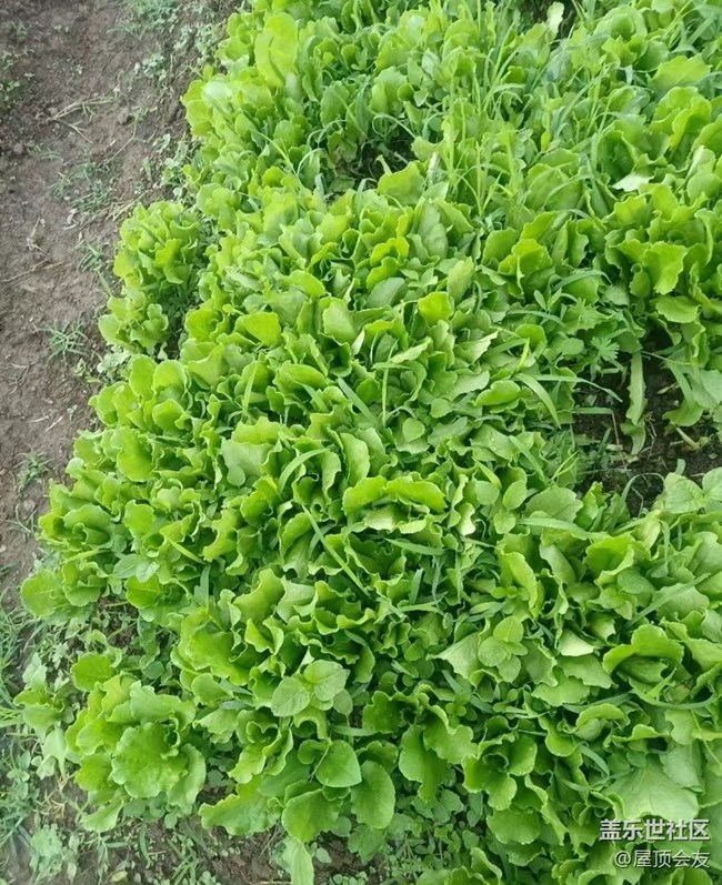 【雨过天晴】种点菜