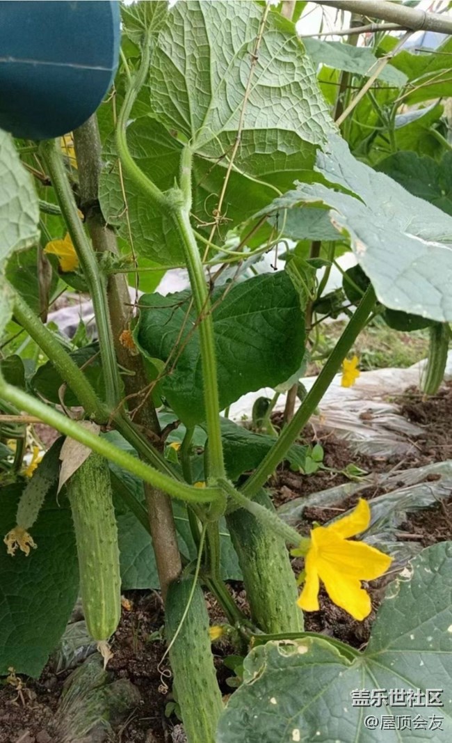 【雨过天晴】种点菜
