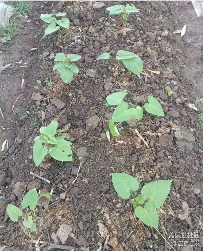 【雨过天晴】种点菜