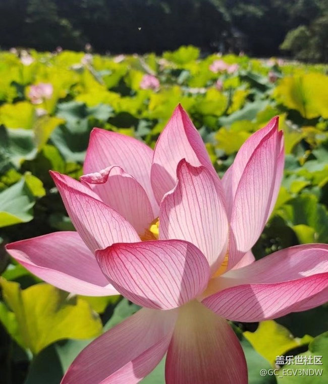 【光影之约】荷花