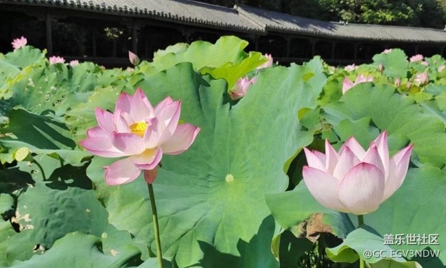 【光影之约】荷花