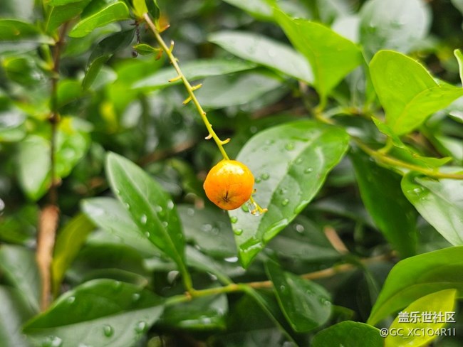 【七月叙事诗】雨后天晴
