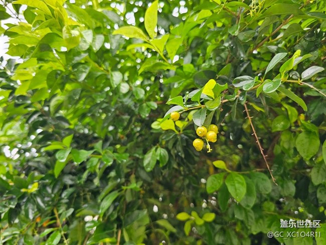 【七月叙事诗】雨后天晴