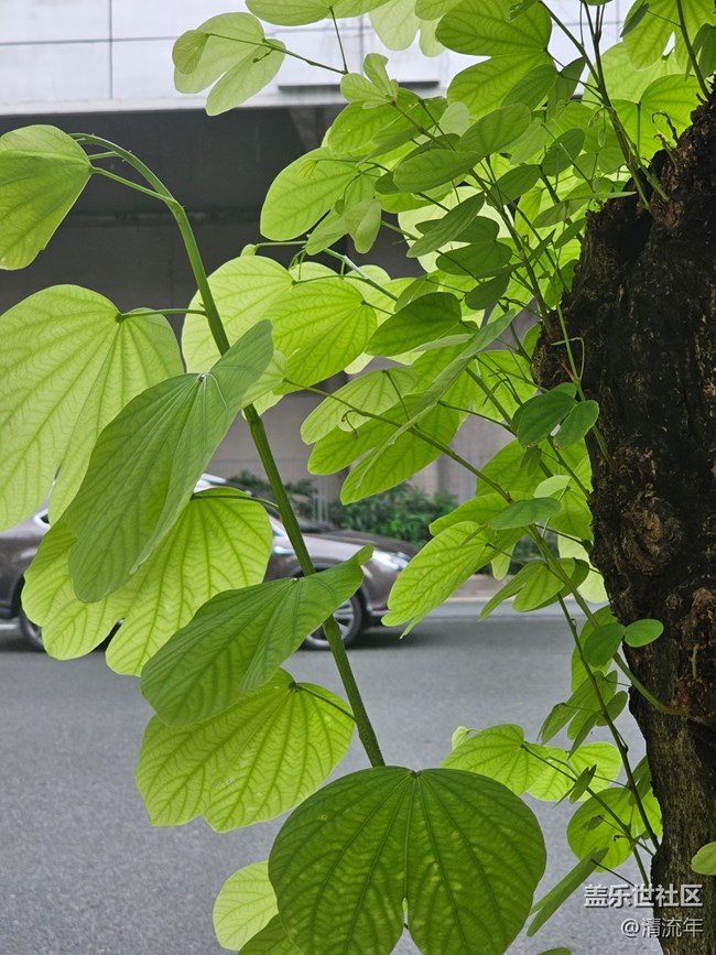 【仲夏调色盘】清新早上