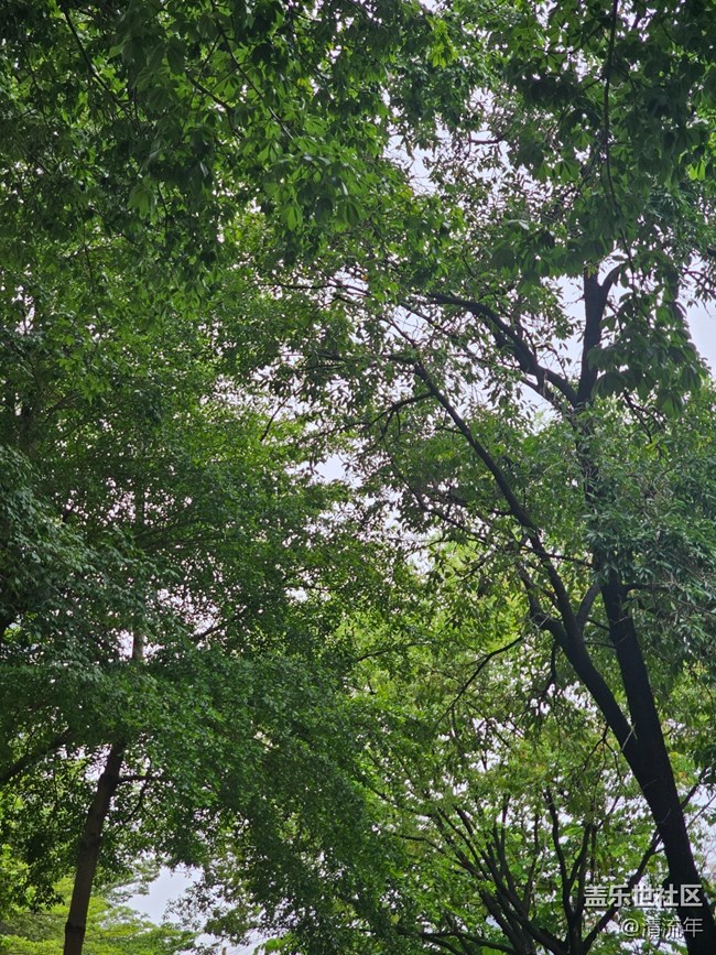 【仲夏调色盘】阴天漫步