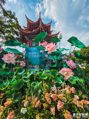 领略昆明翠湖的夏日风光