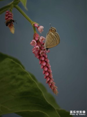无名小花