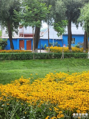 【拍有心动】夏日繁花