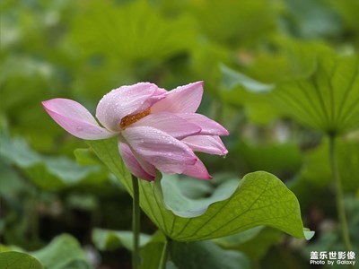 【拍有心动】雨后荷花