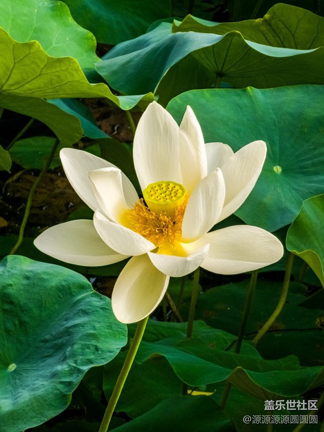 荷花