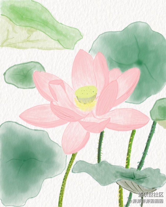 荷花