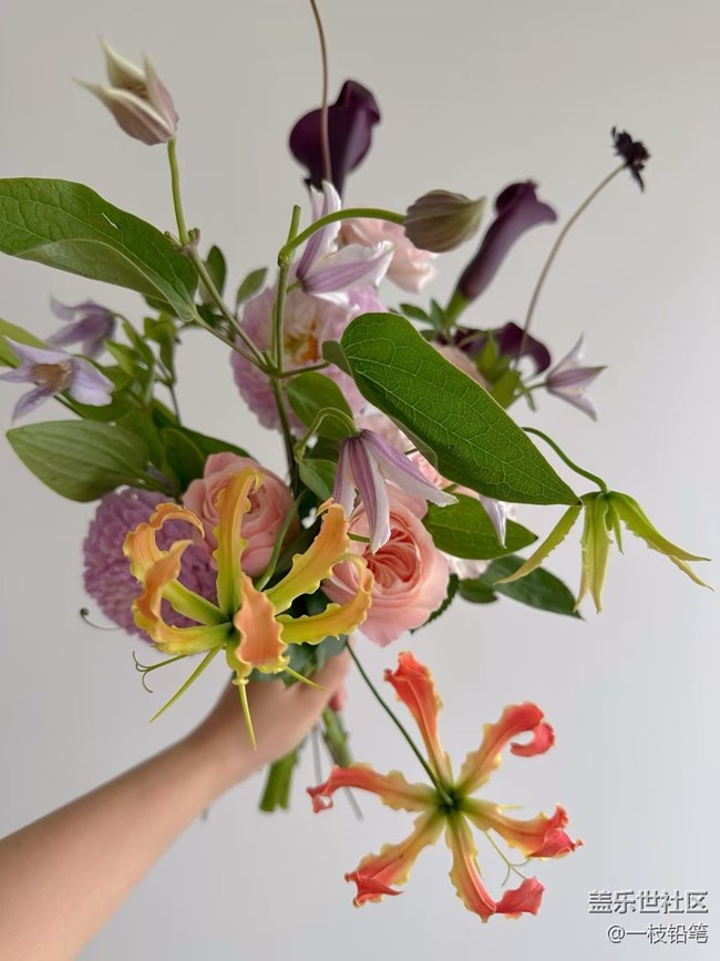 浮光之间+花花