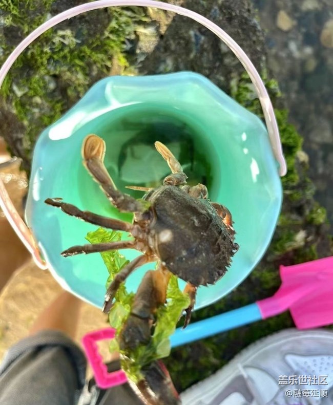 【鹏城暑色】赶海