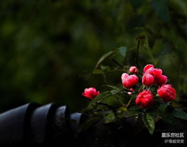 【鹏城暑色】临近秋天