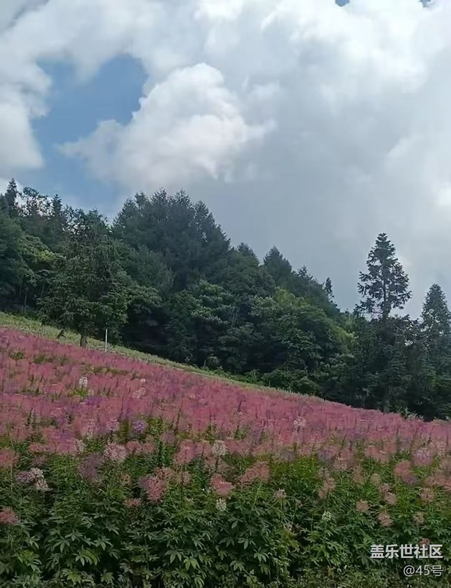 【鹏城暑色】森林小镇
