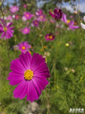 格桑花