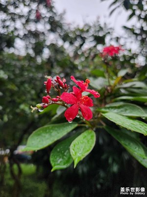 【抬起头的视界】雨露均沾