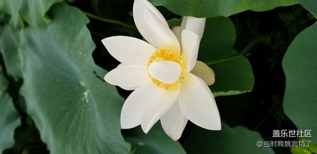 最美不过荷花，清香的味道~