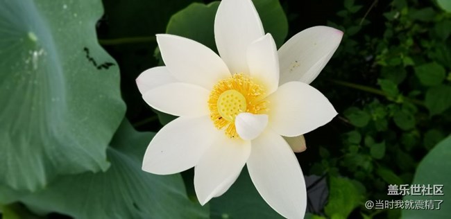 最美不过荷花，清香的味道~