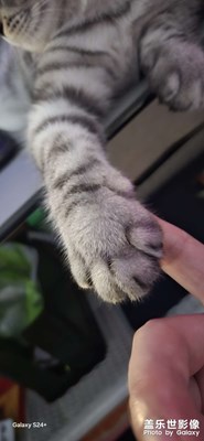 猫咪的小肥爪子