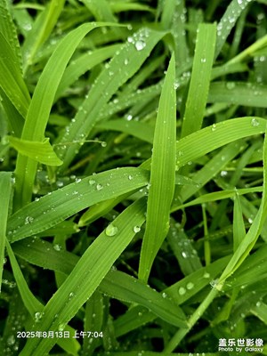 夏露