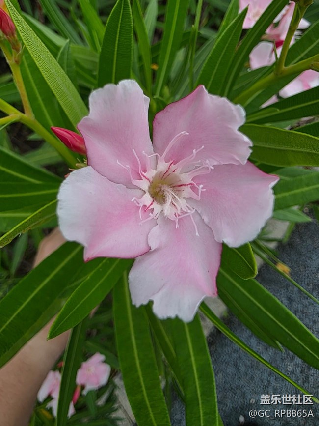 【鹏城暑色】8月的深圳