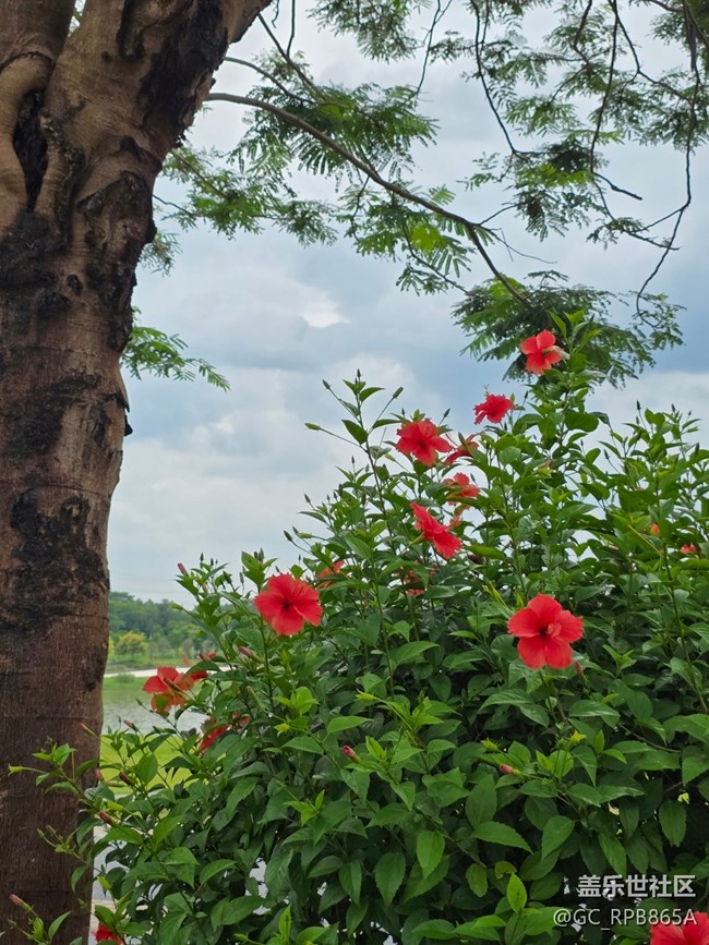 【鹏城暑色】8月的深圳