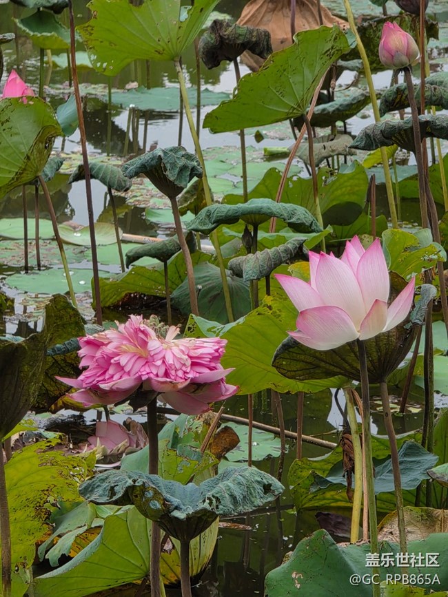 【鹏城暑色】8月的深圳