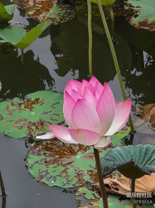 【鹏城暑色】8月的深圳