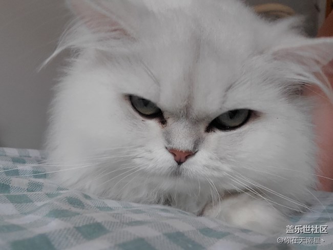 给猫自拍，还不乐意了