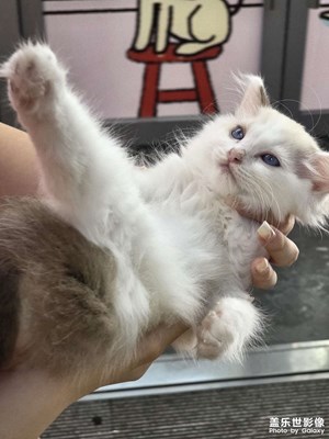 【透过镜头感受世界】可爱猫猫