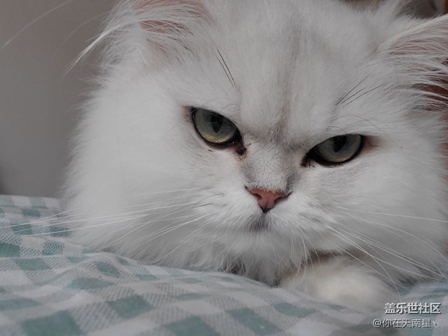 给猫自拍，还不乐意了