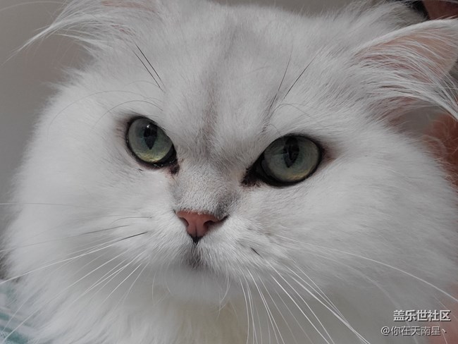 给猫自拍，还不乐意了