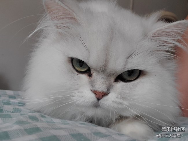 给猫自拍，还不乐意了